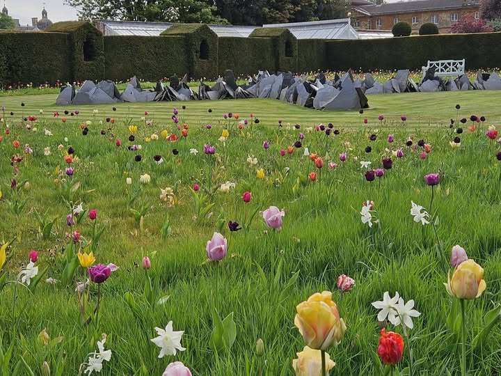 Houghton Hall Walled Garden tulips North Norfolk